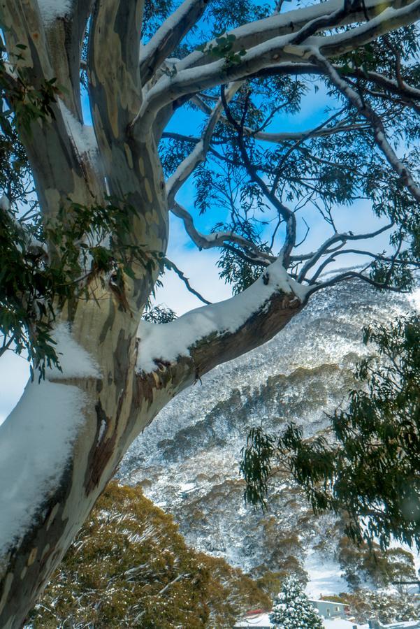Pure Chalet Thredbo Exterior photo